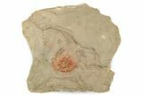 Colorful Kettneraspsis Trilobite With Pos/Neg - Timrzit , Morocco #270558-2